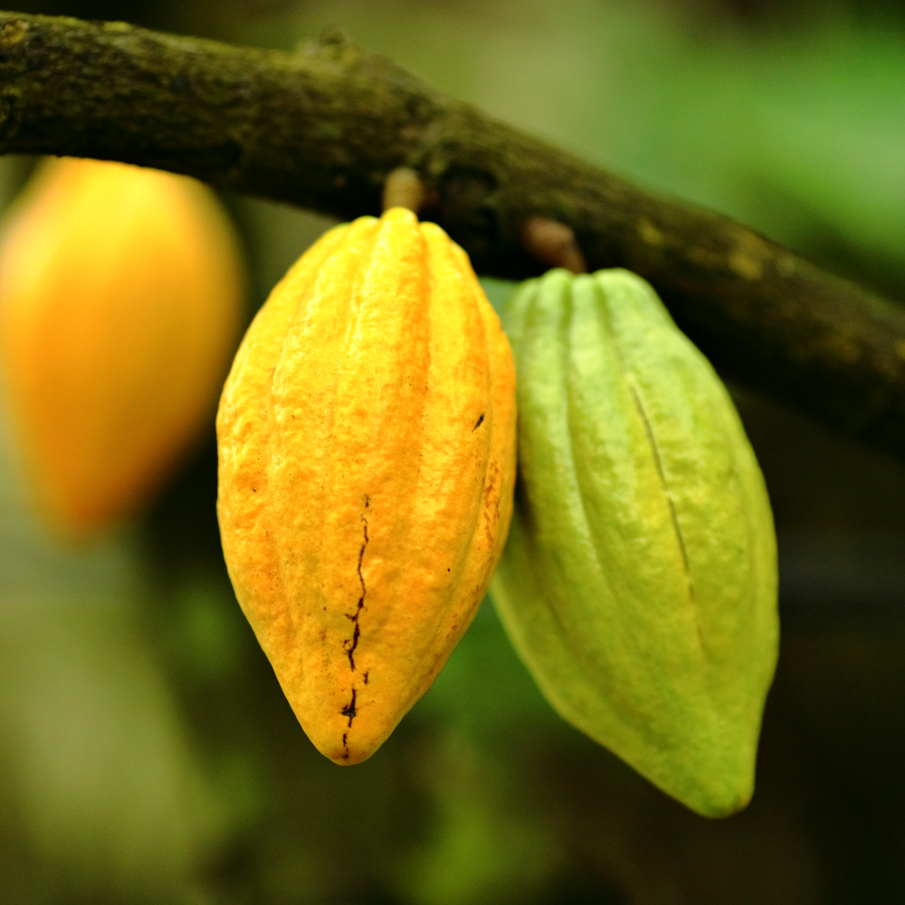 Premium Cacao Beans - Quality, Flavour, and Artistry | Our Specialty